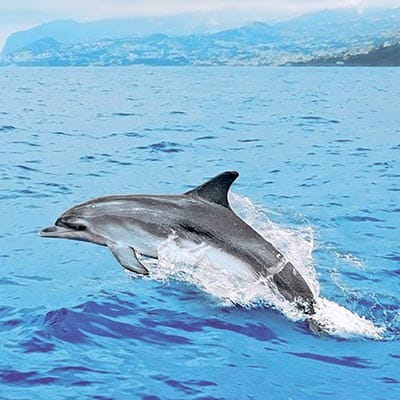 A dolphin breaking through the surface of the ocean